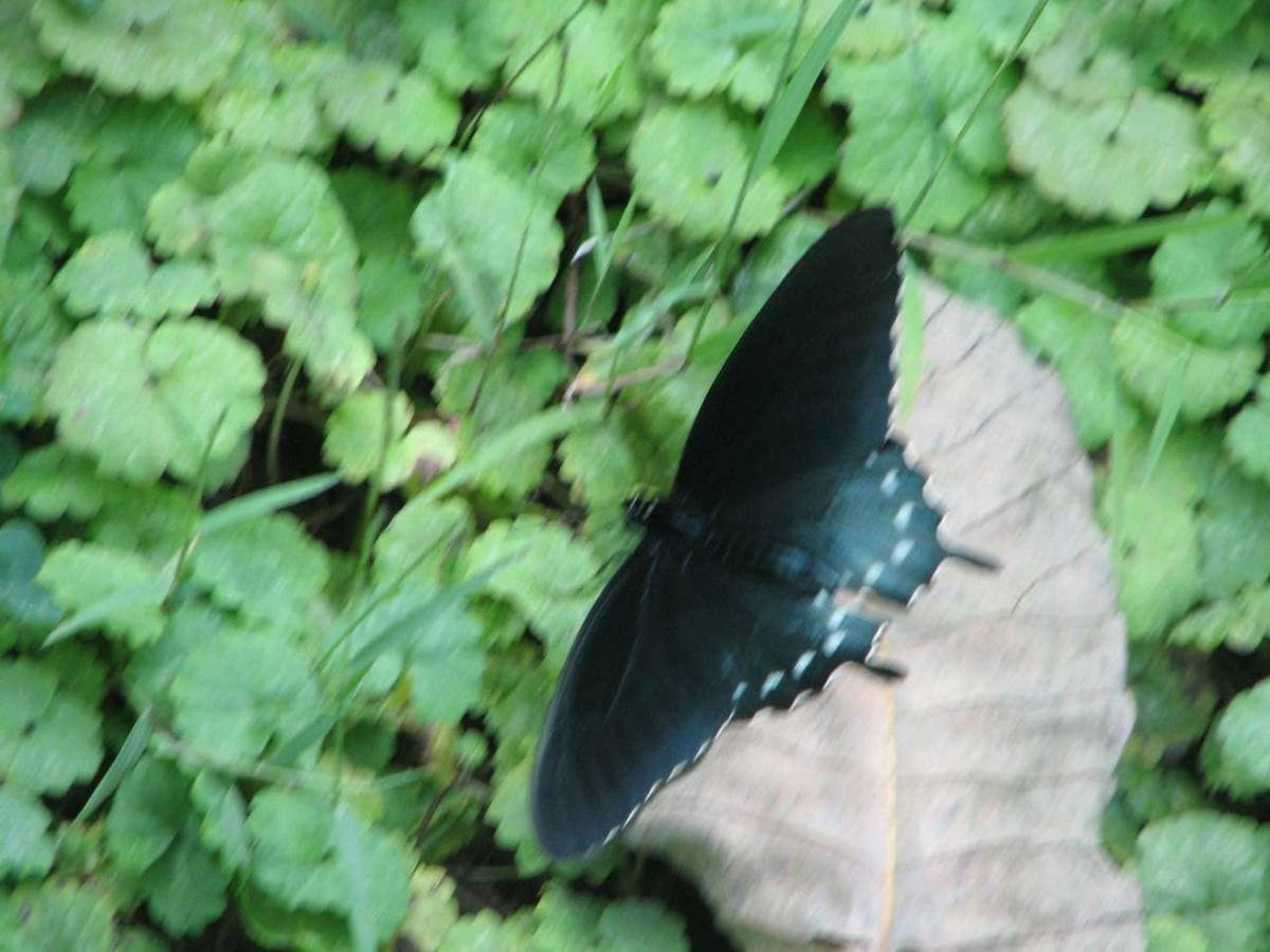Sunset Ridge Cabin Pigeon Forge Εξωτερικό φωτογραφία