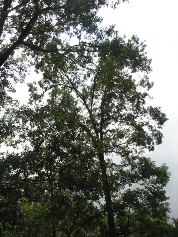 Sunset Ridge Cabin Pigeon Forge Εξωτερικό φωτογραφία