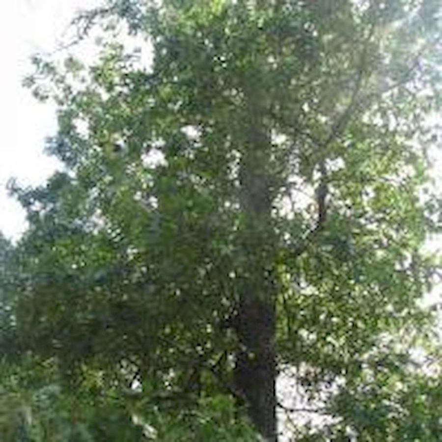 Sunset Ridge Cabin Pigeon Forge Εξωτερικό φωτογραφία